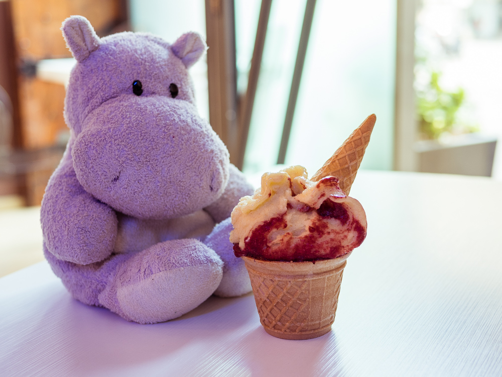 Tiny Hippo with Gelato