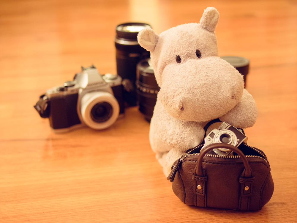 Tiny Hippo with Hit Camera