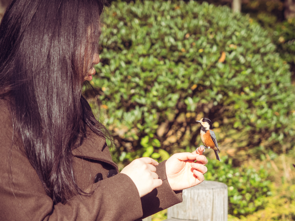 Bird landing on finger
