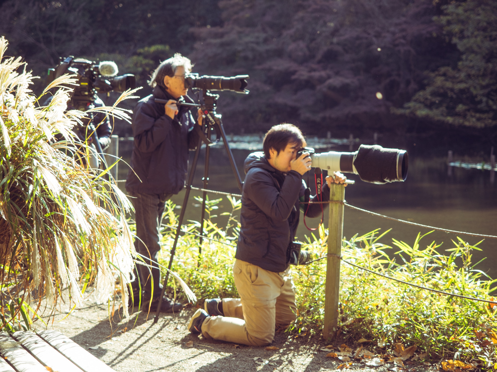 Bird Photography with Huge Lenses