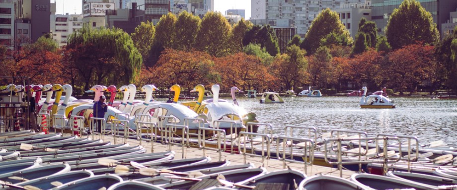 Swan Boats