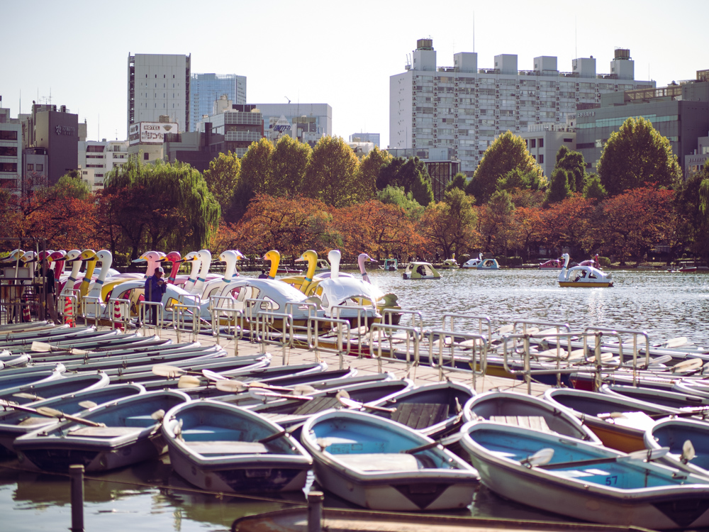 Swan Boats