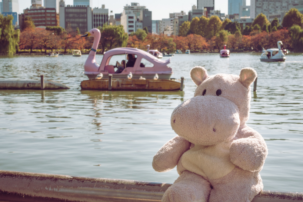 Swan Boat Shinobazu Pond in Ueno