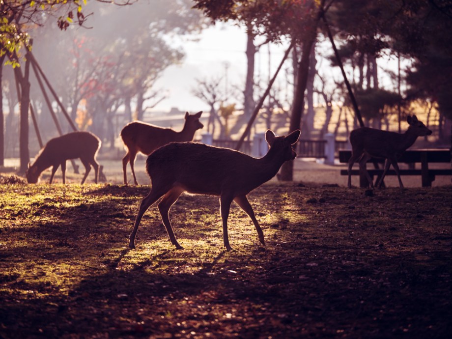 Nara Deer