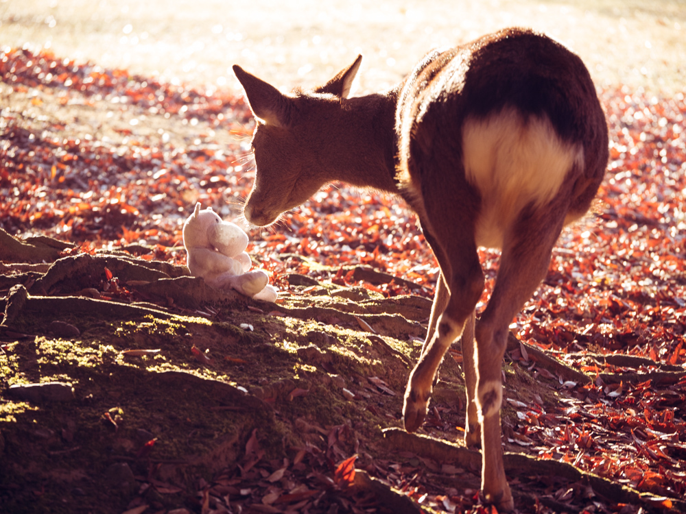Nara Deer in the Morning