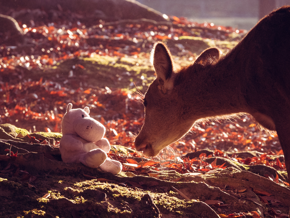 Deer and a Tiny Hippo in Nara