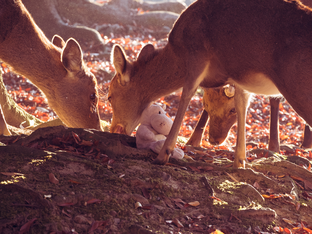 Tiny Hippo Surrounded by Nara Deer