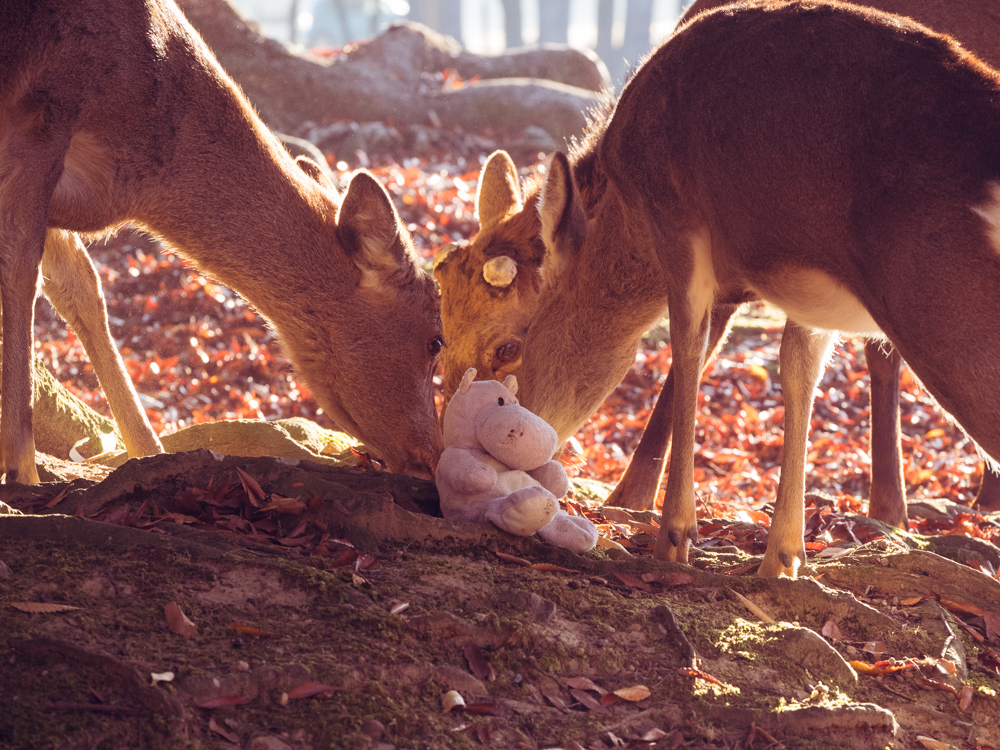 Tiny Hippo with Nara Deer