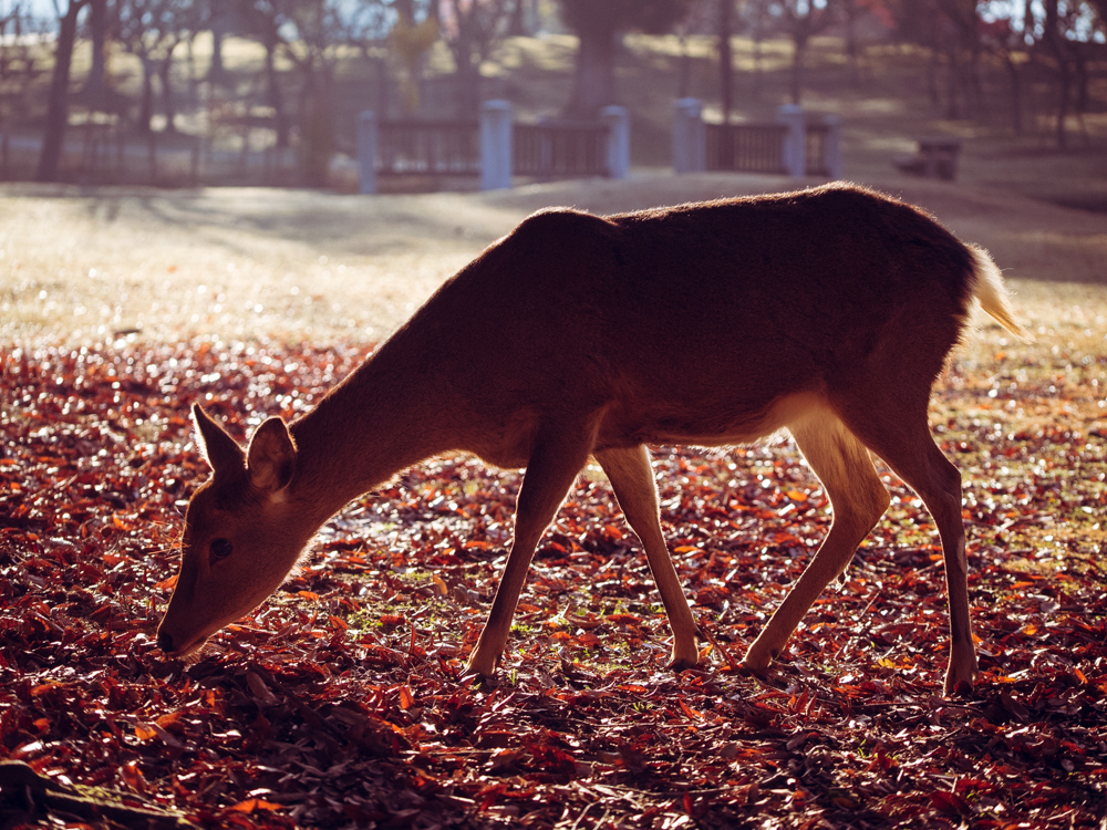 Nara Park Deer Fall
