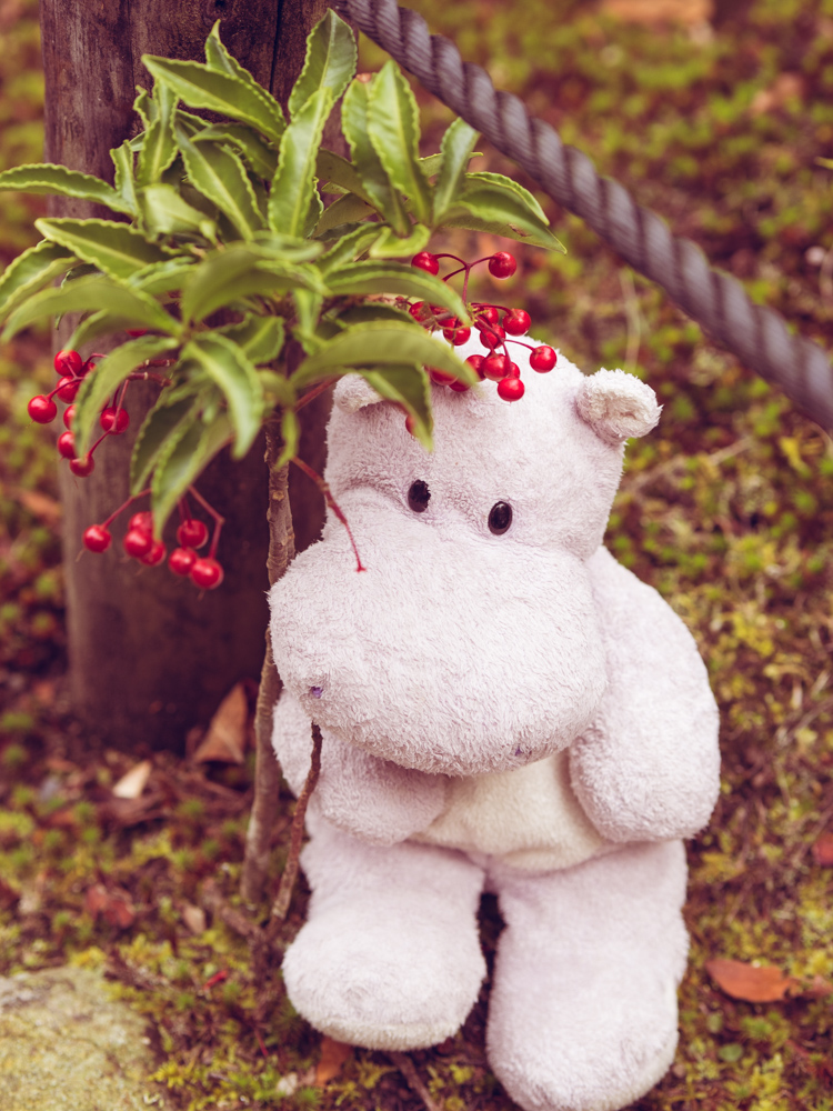 Tiny Hippo in a Garden