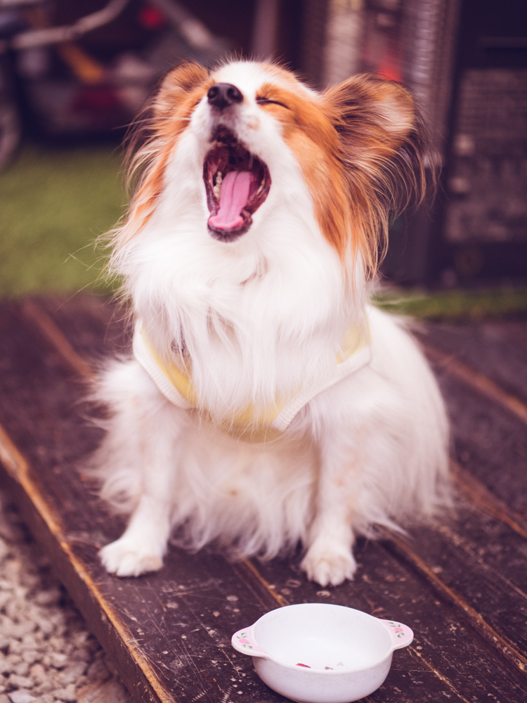 Tiny dog at Johnny's Take Away