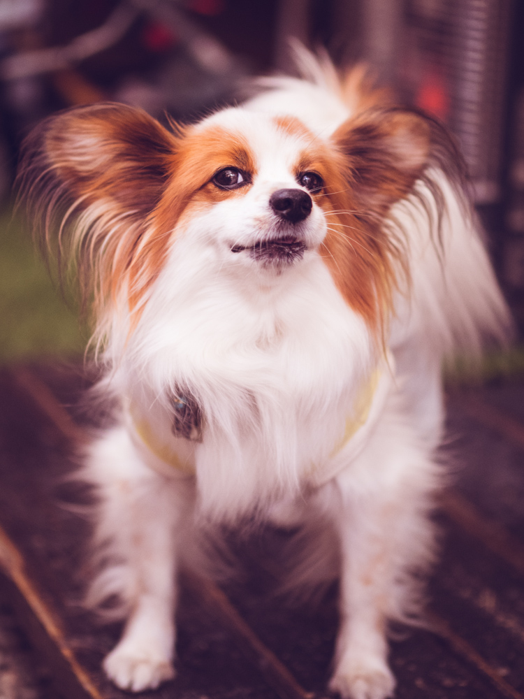 Papillon Dog, Johnny's Take Away, Nare