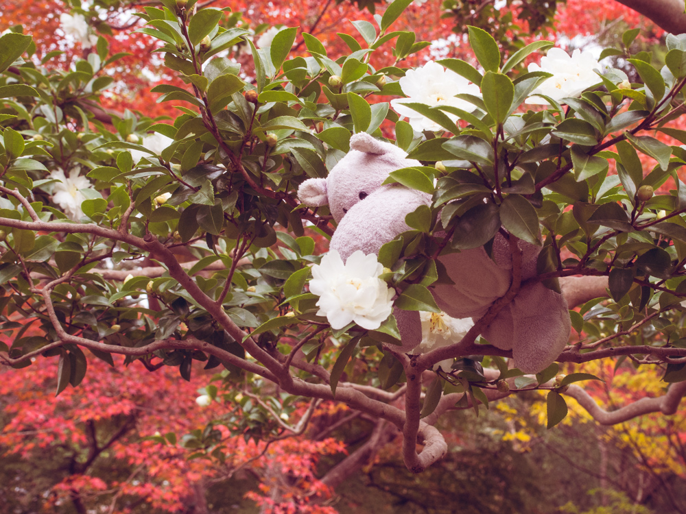 Tiny Hippo in a Tree