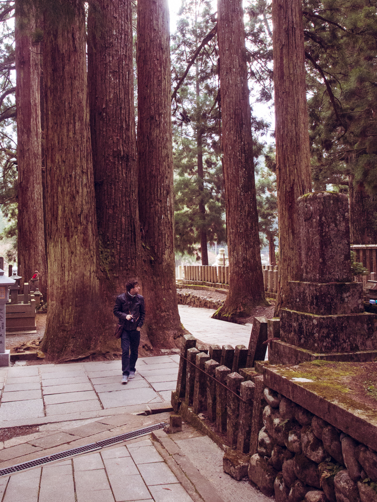 Cedars of Koyasan