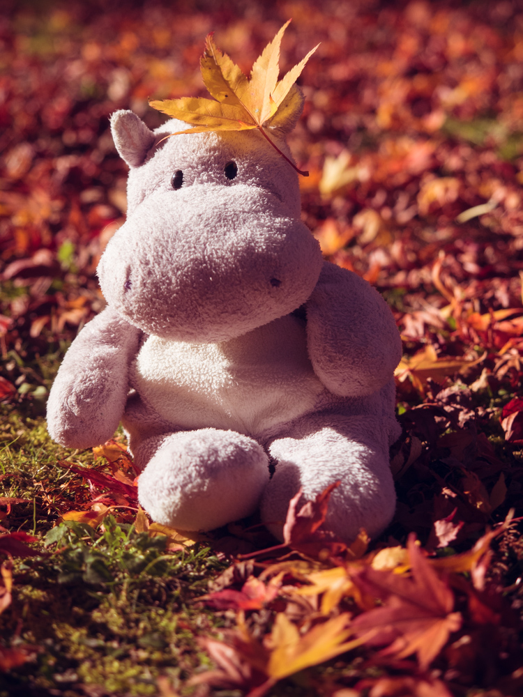 Tiny Hippo Playing in the Leaves