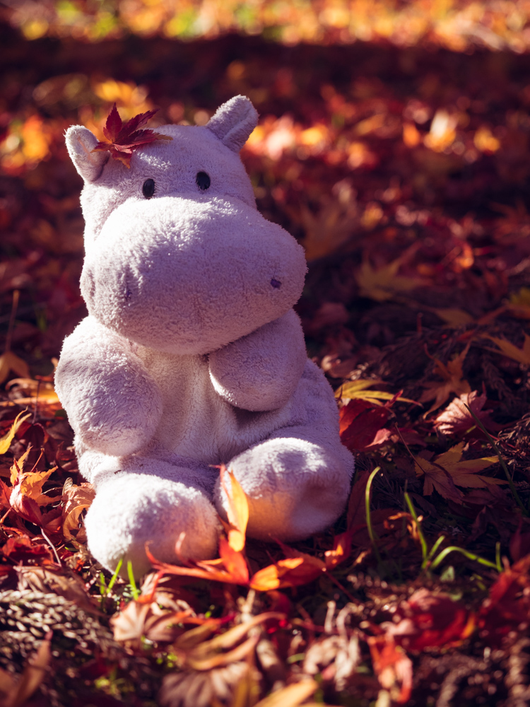 Tiny Hippo in the Fall