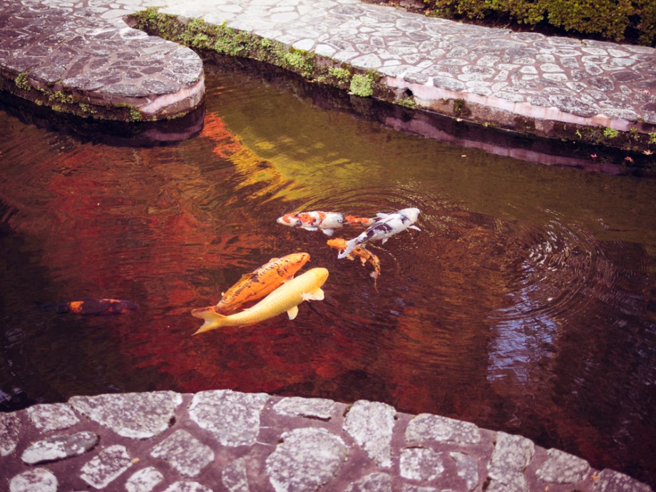 Koi pond
