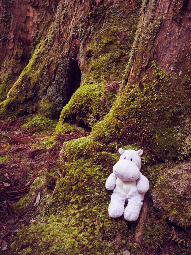 Tiny Hippo in the Moss
