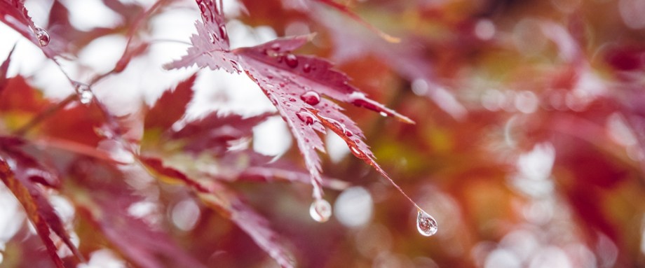 Maple Leaves in the Rain