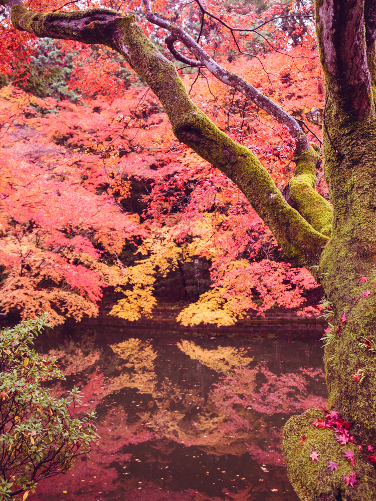 Pond at Kiyomizu-dera