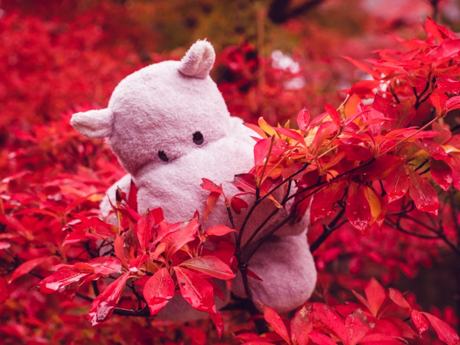 Tiny Hippo Examines the Fall Leaves