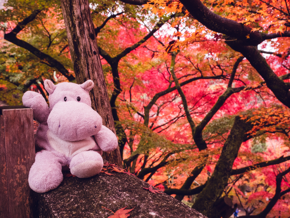 Tiny Hippo Kiyomizu-dera